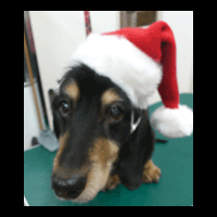 �g���~���O�摜�~�j�`���A�_�b�N�X�t���h1