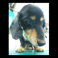 �g���~���O�摜�~�j�`���A�_�b�N�X�t���h10