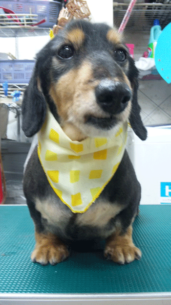 �~�j�`���A�_�b�N�X�t���h�g���~���O�摜11