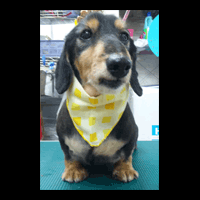 �g���~���O�摜�~�j�`���A�_�b�N�X�t���h11