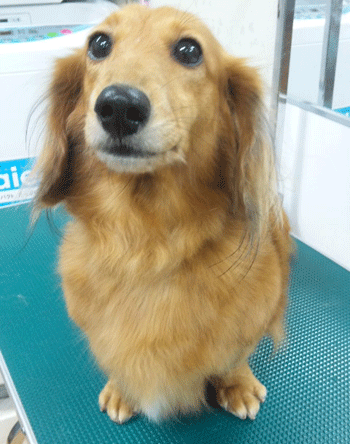 �~�j�`���A�_�b�N�X�t���h�g���~���O�摜14