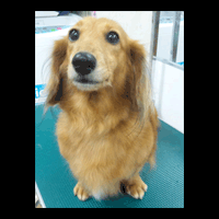 �g���~���O�摜�~�j�`���A�_�b�N�X�t���h14