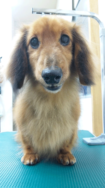 �~�j�`���A�_�b�N�X�t���h�g���~���O�摜15