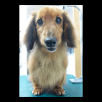 �g���~���O�摜�~�j�`���A�_�b�N�X�t���h15