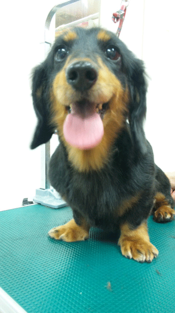 �~�j�`���A�_�b�N�X�t���h�g���~���O�摜16