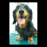 �g���~���O�摜�~�j�`���A�_�b�N�X�t���h16