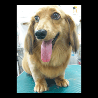 �g���~���O�摜�~�j�`���A�_�b�N�X�t���h17