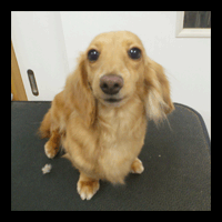 �g���~���O�摜�~�j�`���A�_�b�N�X�t���h19