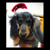 �g���~���O�摜�~�j�`���A�_�b�N�X�t���h2