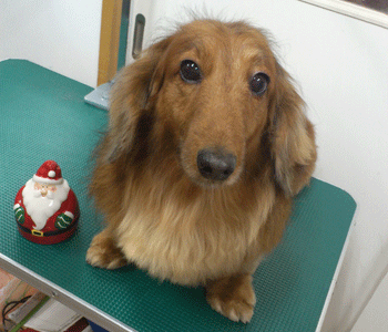 �~�j�`���A�_�b�N�X�t���h�g���~���O�摜20