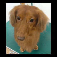 �g���~���O�摜�~�j�`���A�_�b�N�X�t���h21