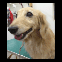 �g���~���O�摜�~�j�`���A�_�b�N�X�t���h22