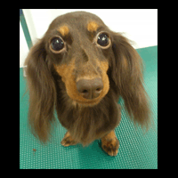 �g���~���O�摜�~�j�`���A�_�b�N�X�t���h23