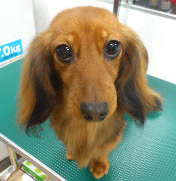 �~�j�`���A�_�b�N�X�t���h�g���~���O�摜24