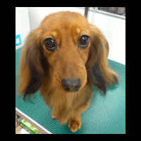 �g���~���O�摜�~�j�`���A�_�b�N�X�t���h24