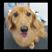 �g���~���O�摜�~�j�`���A�_�b�N�X�t���h26