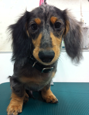 �~�j�`���A�_�b�N�X�t���h�g���~���O�摜27