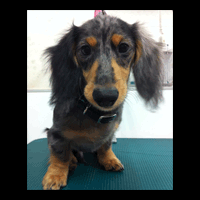 �g���~���O�摜�~�j�`���A�_�b�N�X�t���h27