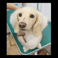 �g���~���O�摜�~�j�`���A�_�b�N�X�t���h28