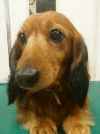 �~�j�`���A�_�b�N�X�t���h�g���~���O�摜29