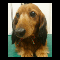 �g���~���O�摜�~�j�`���A�_�b�N�X�t���h29