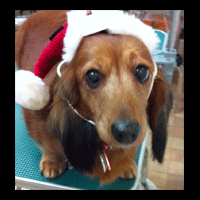 �g���~���O�摜�~�j�`���A�_�b�N�X�t���h30