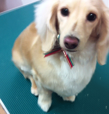 �~�j�`���A�_�b�N�X�t���h�g���~���O�摜32