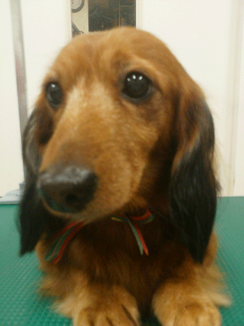 �~�j�`���A�_�b�N�X�t���h�g���~���O�摜33