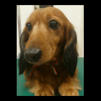 �g���~���O�摜�~�j�`���A�_�b�N�X�t���h33