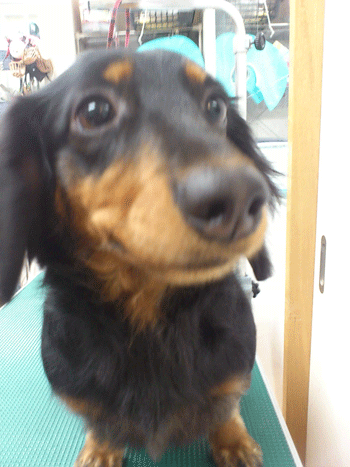 �~�j�`���A�_�b�N�X�t���h�g���~���O�摜35