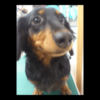 �g���~���O�摜�~�j�`���A�_�b�N�X�t���h35