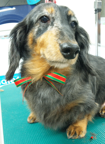 �~�j�`���A�_�b�N�X�t���h�g���~���O�摜38