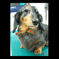 �g���~���O�摜�~�j�`���A�_�b�N�X�t���h38