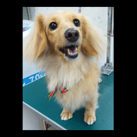 �g���~���O�摜�~�j�`���A�_�b�N�X�t���h39