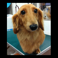 �g���~���O�摜�~�j�`���A�_�b�N�X�t���h4