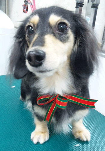 �~�j�`���A�_�b�N�X�t���h�g���~���O�摜40