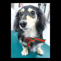 �g���~���O�摜�~�j�`���A�_�b�N�X�t���h40