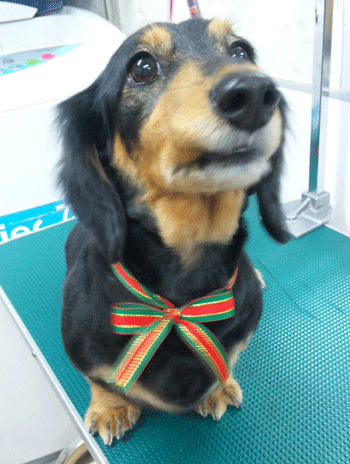 �~�j�`���A�_�b�N�X�t���h�g���~���O�摜41