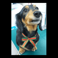 �g���~���O�摜�~�j�`���A�_�b�N�X�t���h41