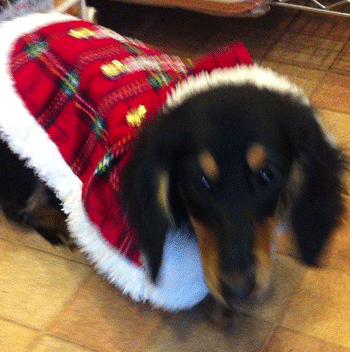 �~�j�`���A�_�b�N�X�t���h�g���~���O�摜42