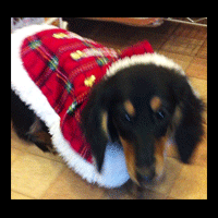 �g���~���O�摜�~�j�`���A�_�b�N�X�t���h42