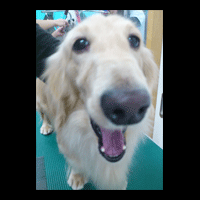 �g���~���O�摜�~�j�`���A�_�b�N�X�t���h43