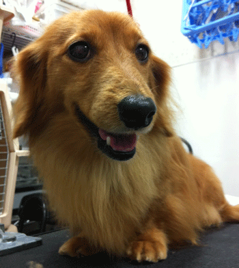 �~�j�`���A�_�b�N�X�t���h�g���~���O�摜44