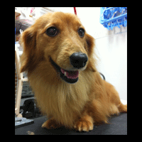 �g���~���O�摜�~�j�`���A�_�b�N�X�t���h44