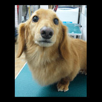 �g���~���O�摜�~�j�`���A�_�b�N�X�t���h48