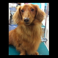 �g���~���O�摜�~�j�`���A�_�b�N�X�t���h49