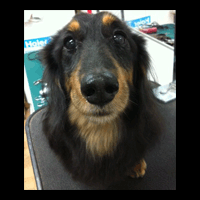 �g���~���O�摜�~�j�`���A�_�b�N�X�t���h5