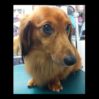 �g���~���O�摜�~�j�`���A�_�b�N�X�t���h50