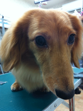 �~�j�`���A�_�b�N�X�t���h�g���~���O�摜51