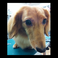 �g���~���O�摜�~�j�`���A�_�b�N�X�t���h51